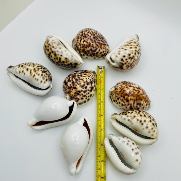 10 Cowrie Tiger & White Sea Shells approximately 2” to 3” or Turtle Shells - Picture 8 of 11